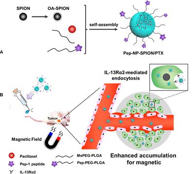 Enhanced Anti-tumor of Pep-1 Modified Superparamagnetic Iron Oxide/PTX Loaded Polymer Nanoparticles